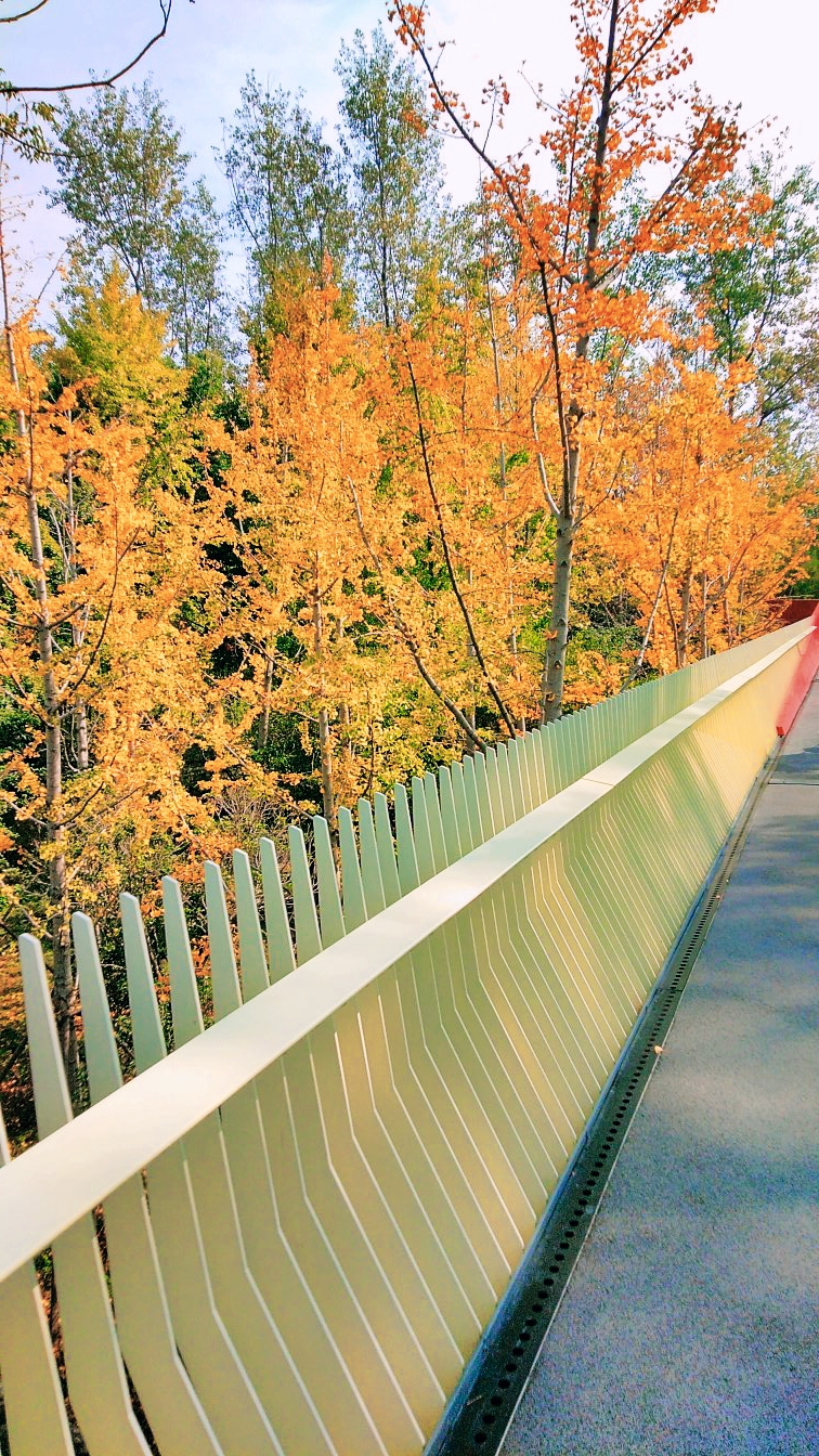 嘉兴放鹤洲生态公园犹如仙境