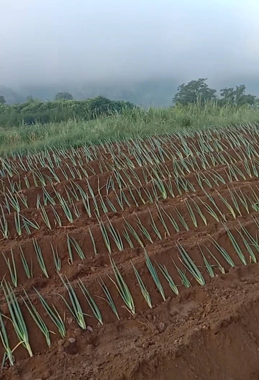 这葱秧子的栽的真整齐,绝对正规!