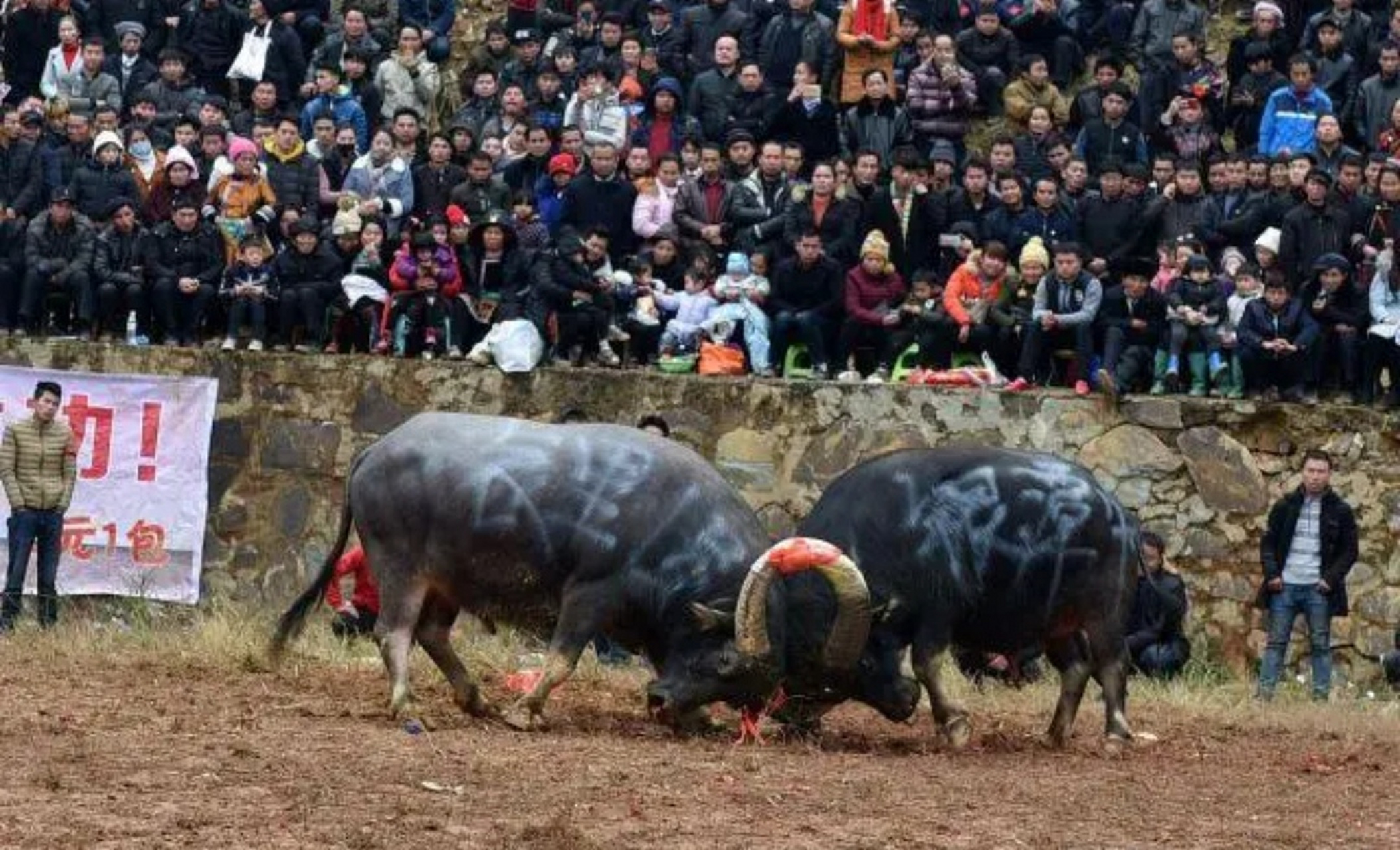 贵州黔东南传统习俗"牛打架".