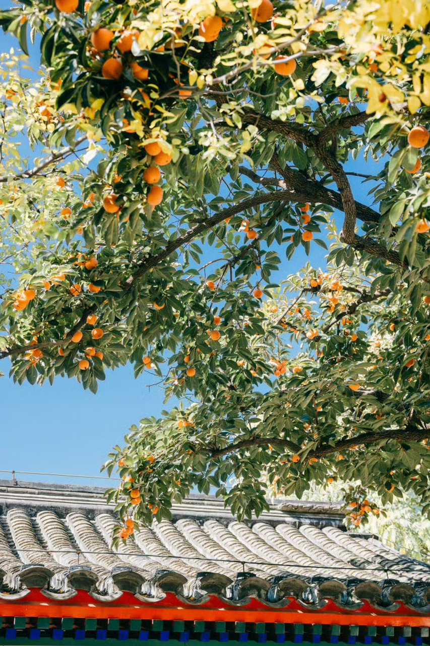 四合院门前的老柿子树又高又大,每年的秋天,黄橙橙的柿子挂满枝头,既