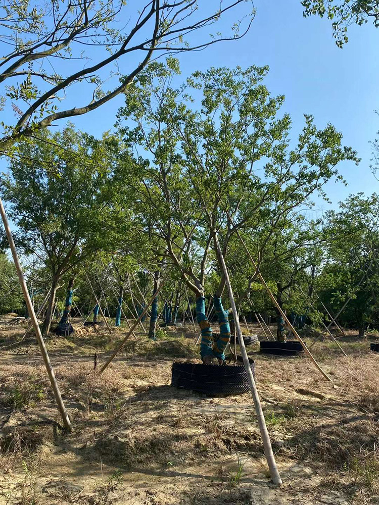 榔榆树价格—榔榆树多少钱—榔榆树最新报价表—榔榆价格—榔榆