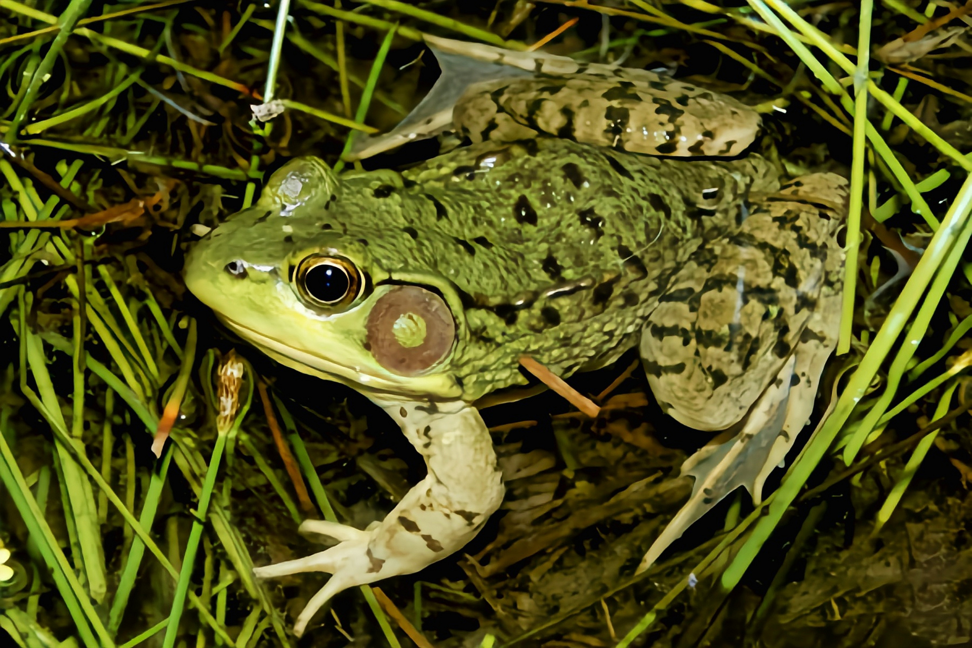 每天认识一种动物——青铜蛙 青铜蛙原产于美国和加拿大东部