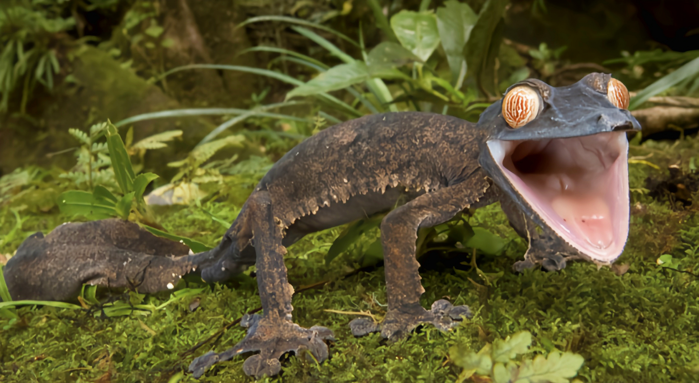 每天认识一种动物——马达加斯加叶尾守宫 马达加斯加叶尾守宫别名