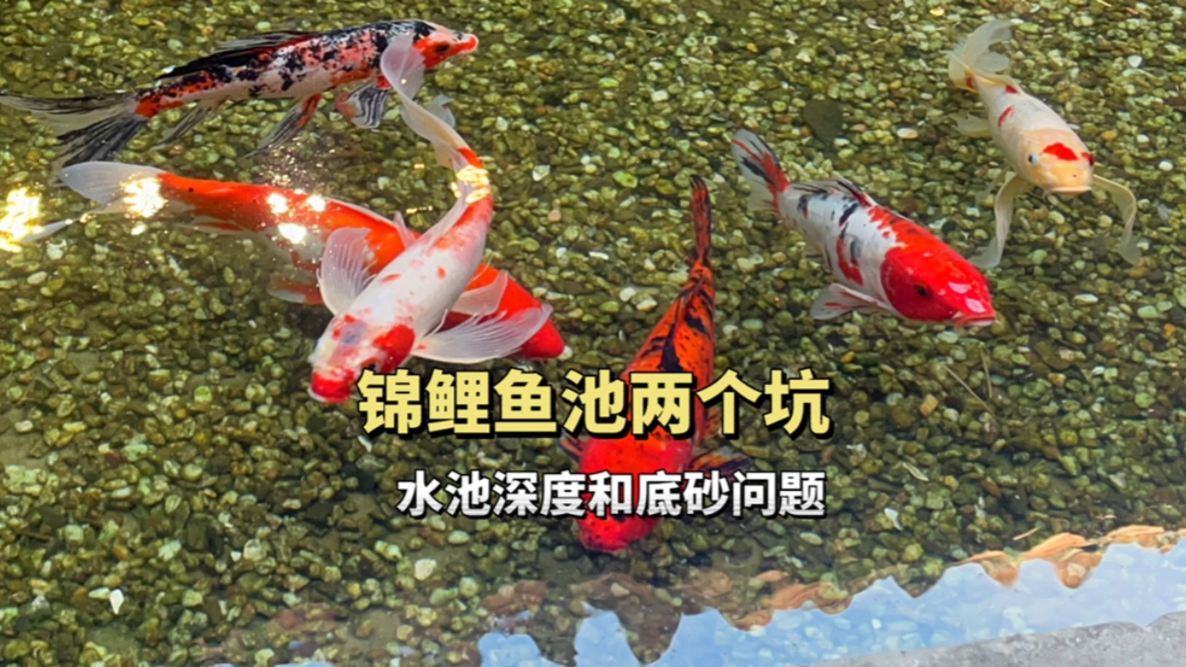 锦鲤鱼池的两个坑,鱼池深度和底砂问题