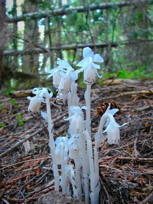 幽灵之花水晶兰