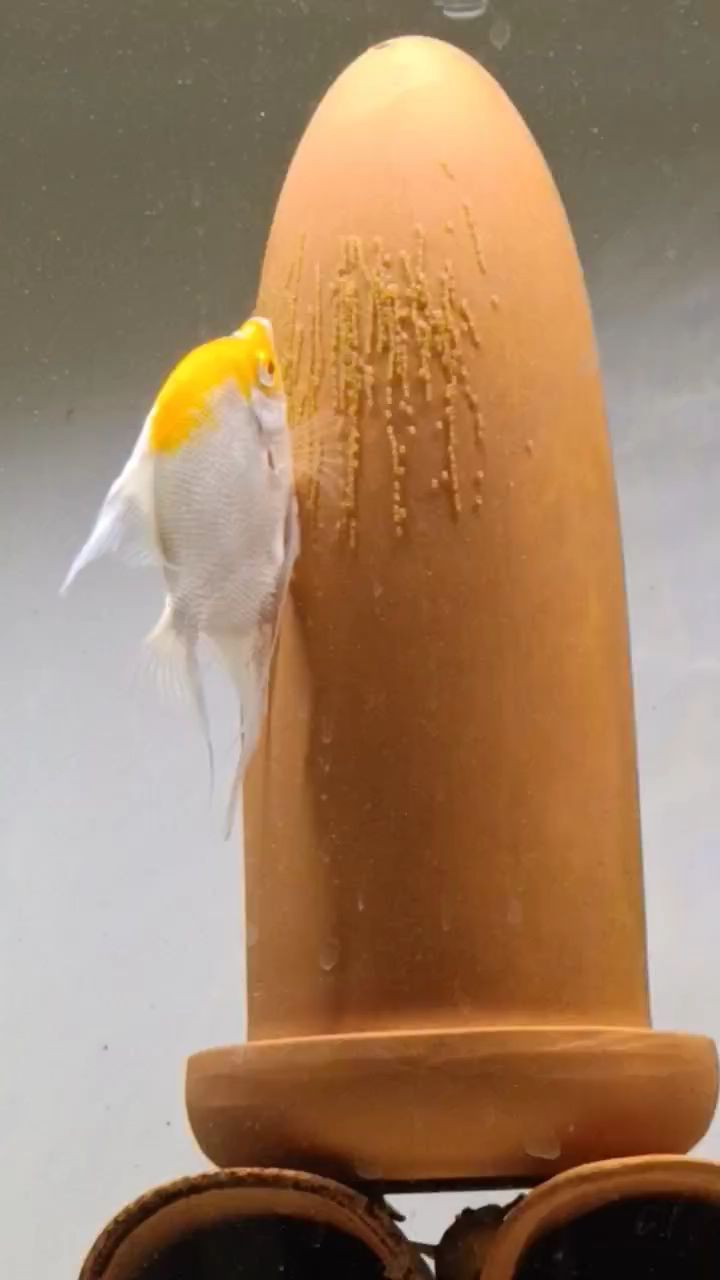 小夫妻下蛋,燕鱼产卵