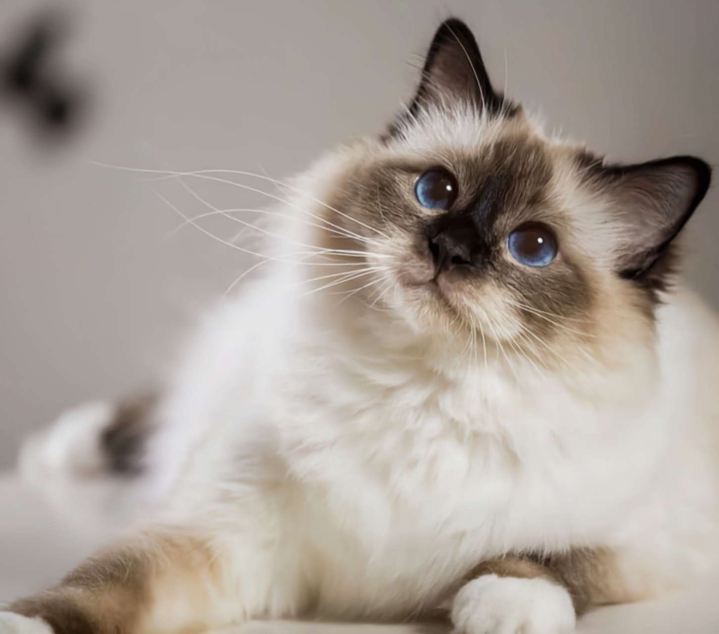 每天认识一种动物——伯曼猫 伯曼猫别名巴曼猫,缅甸圣猫,杂交猫科