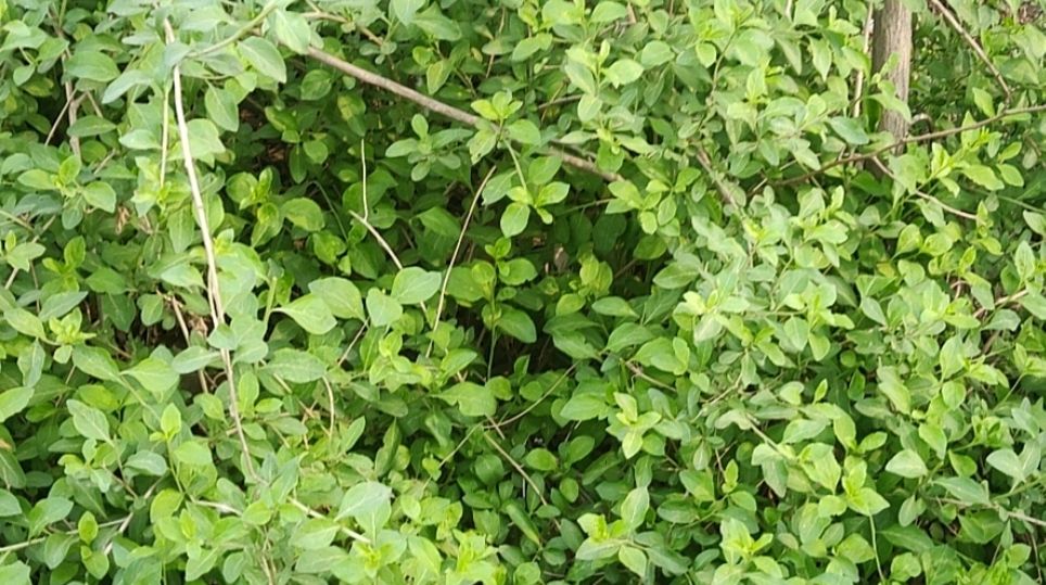 野生枸杞菜 怕上火喝枸杞菜汤