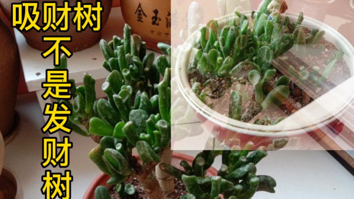 口误口误,八月语无伦次把多肉吸财树说成发财树,皆因它的寓意
