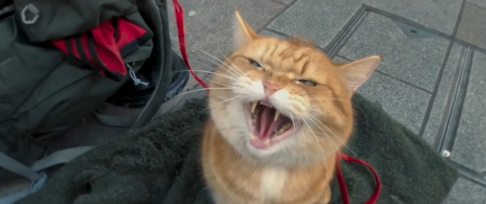 《再见街猫BOB》我这个人很简单，有猫能撸我就能活下去