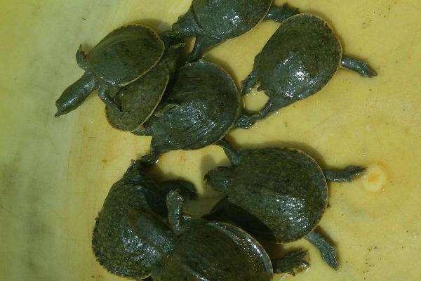 小甲鱼养护指南:关爱特别小的甲鱼,关注它们的健康成长!