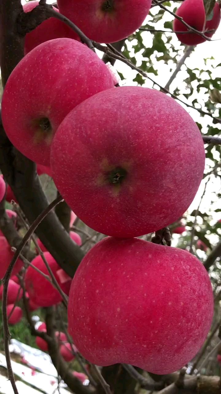 望乡红苹果自然上色口感脆甜自带清香味