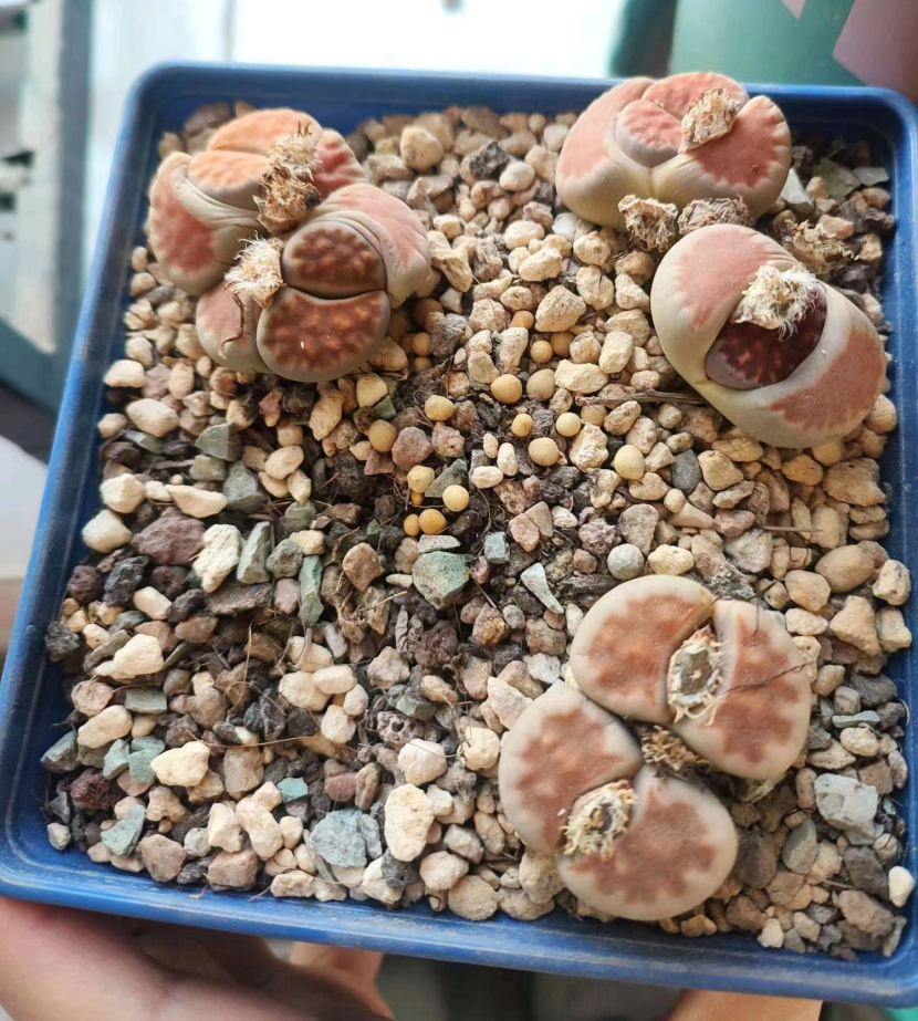 生石花-红窗玉的成长记录