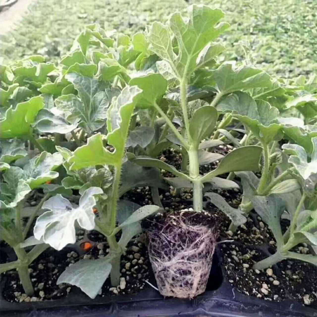 种植经过嫁接的西瓜苗,有哪些优势?