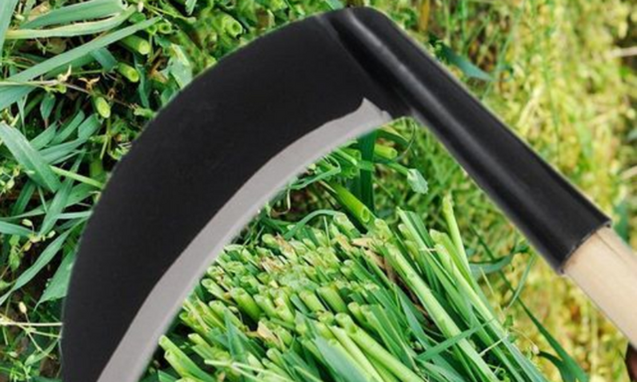 网言:实际上韭菜与镰刀自古以来就是一伙的.一个负责长,一个负责. .