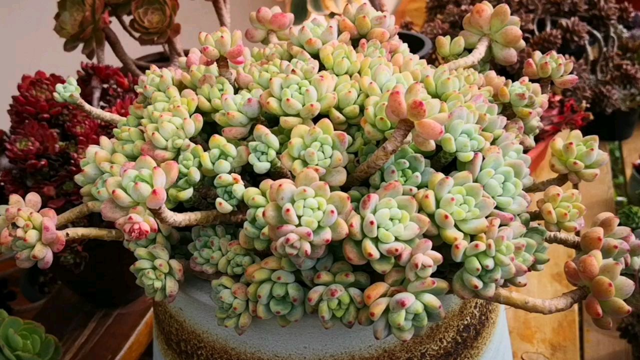 控养中的罗琦捧花老桩,有红色叶尖就已经很美了!