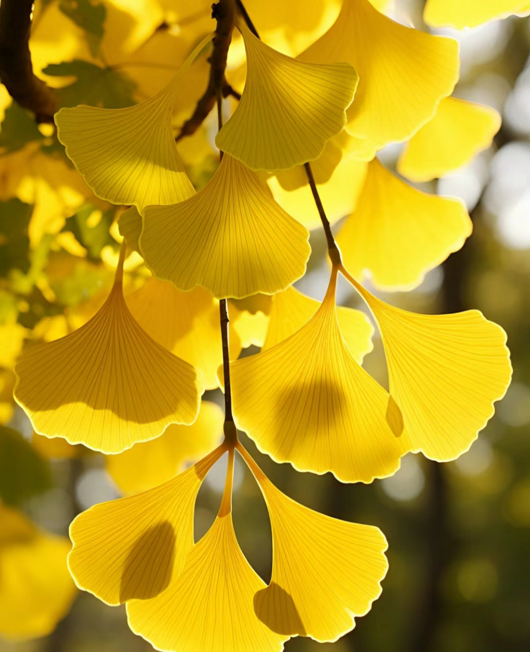 漂亮的银杏树叶子#评论区大神选拔赛