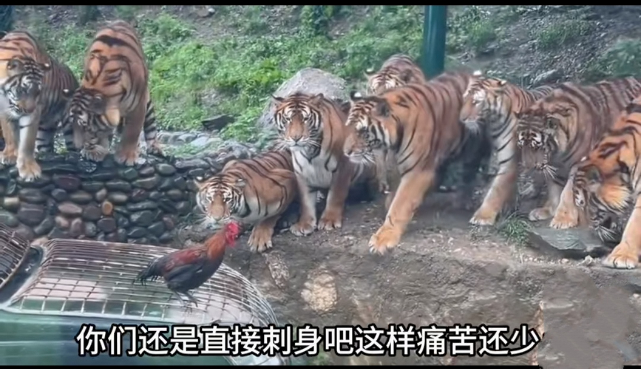 一只鸡单挑一群虎!  结局不重要,重要的是鸡的胆量!