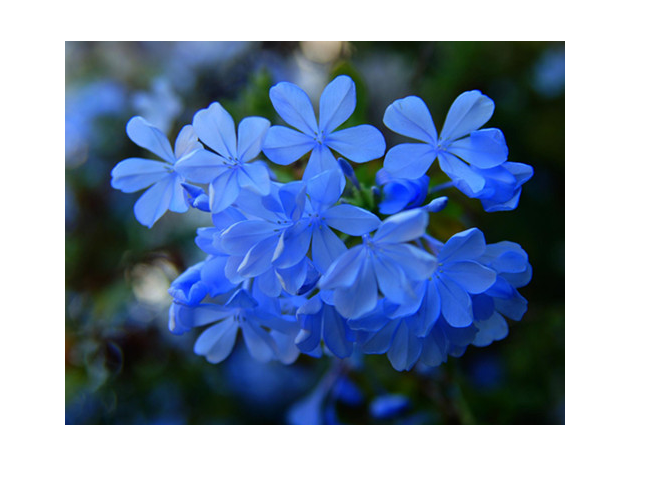 蓝色花的花语和寓意?