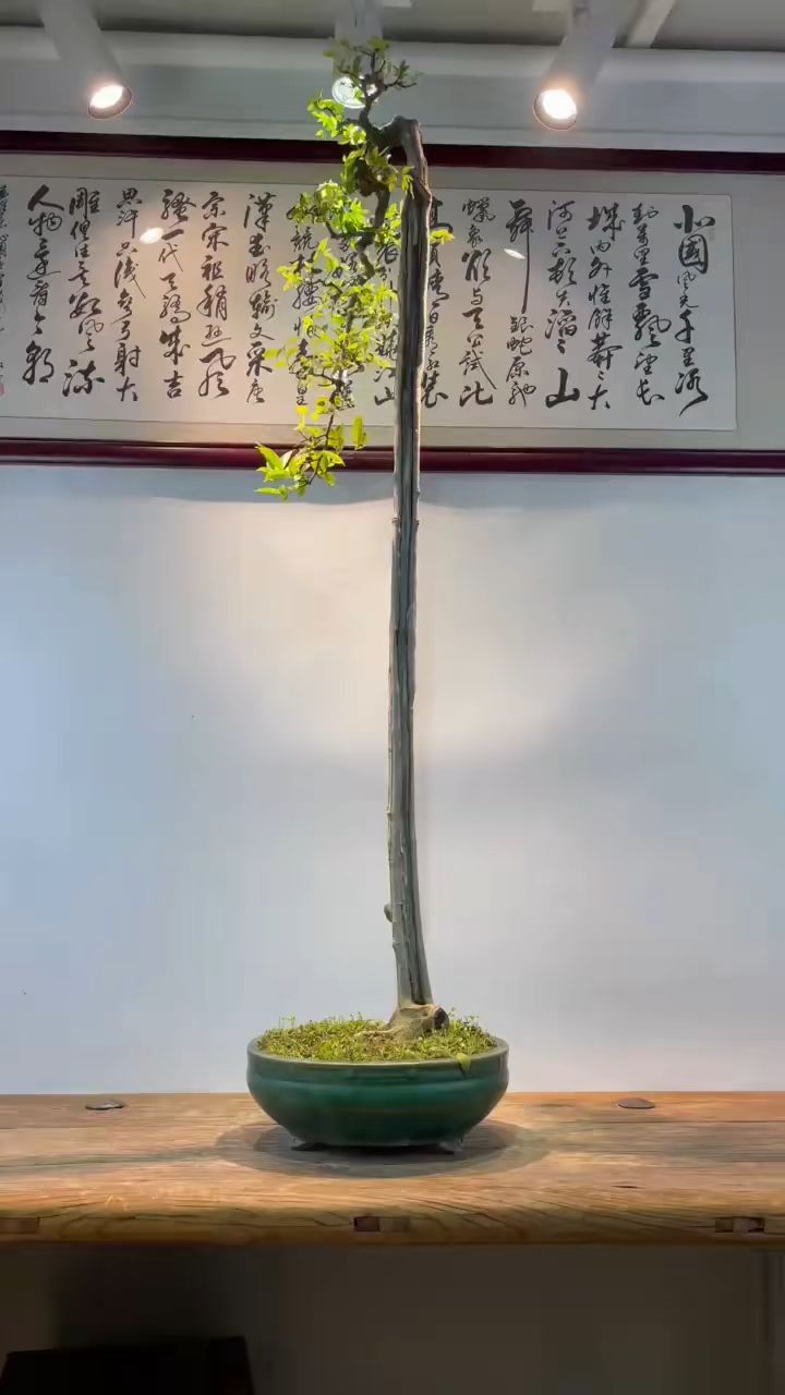 文人朴树,正直不阿.