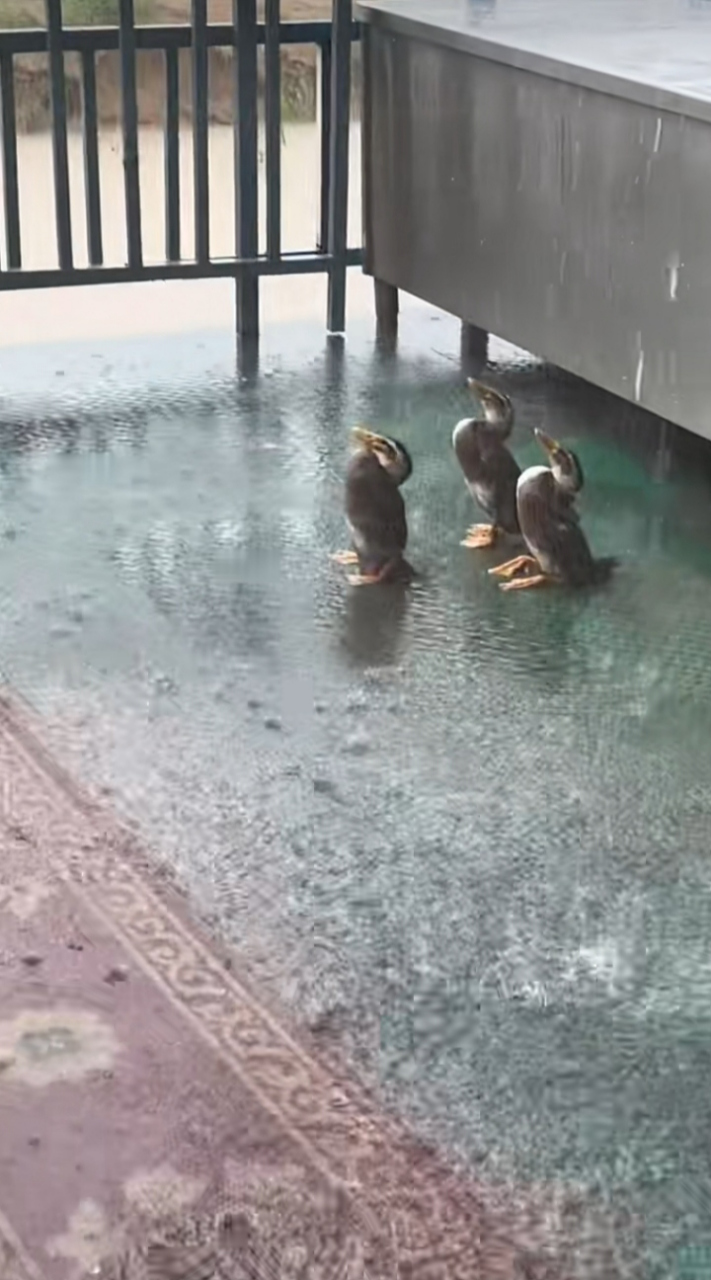 下雨天三隻小鴨仰望天空