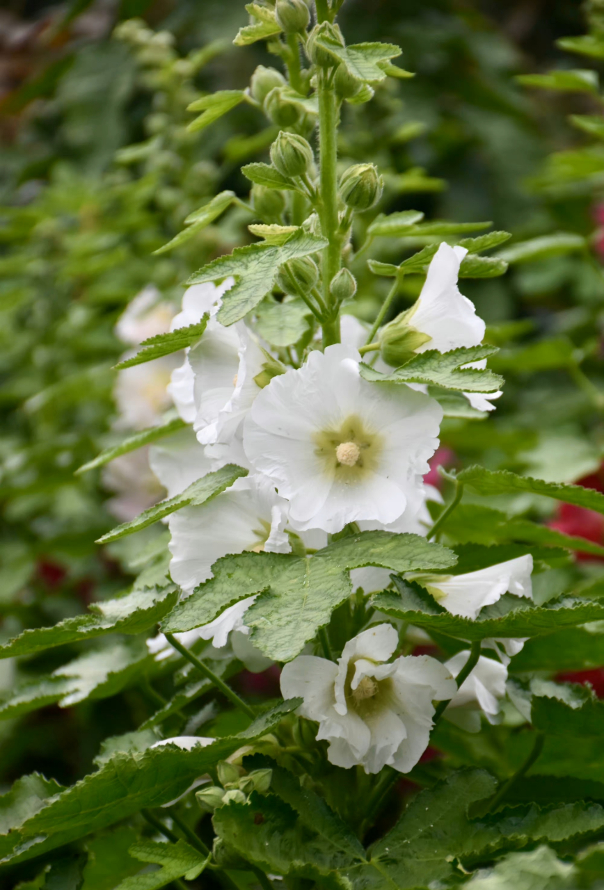 白色蜀葵  最早于四川发现,故得名.在端午开花,称端午花.