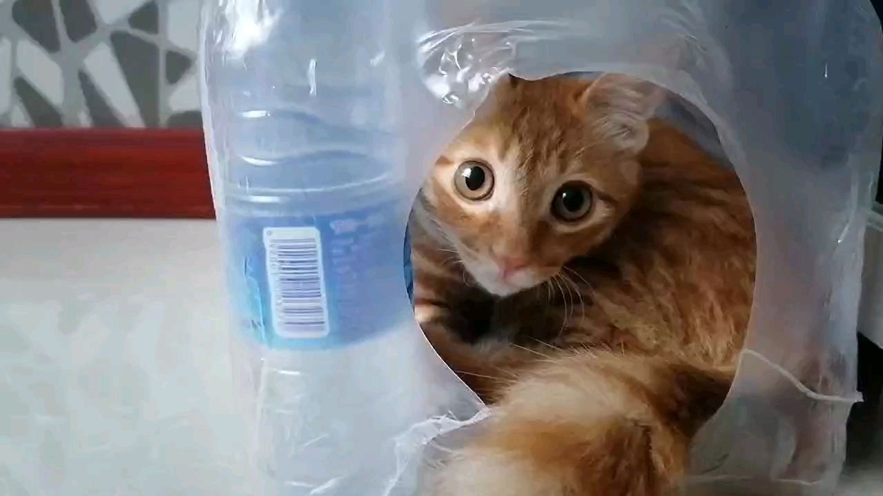 [图]爱躲猫猫的小猫咪