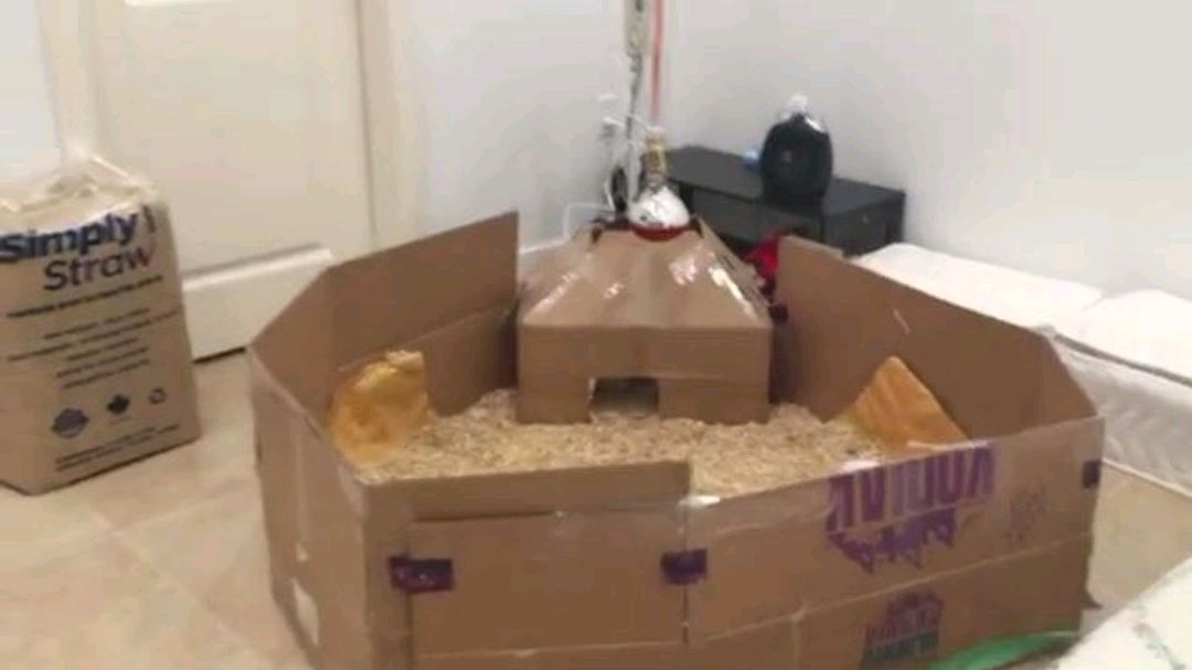 刚出生的小鸡该怎么生活