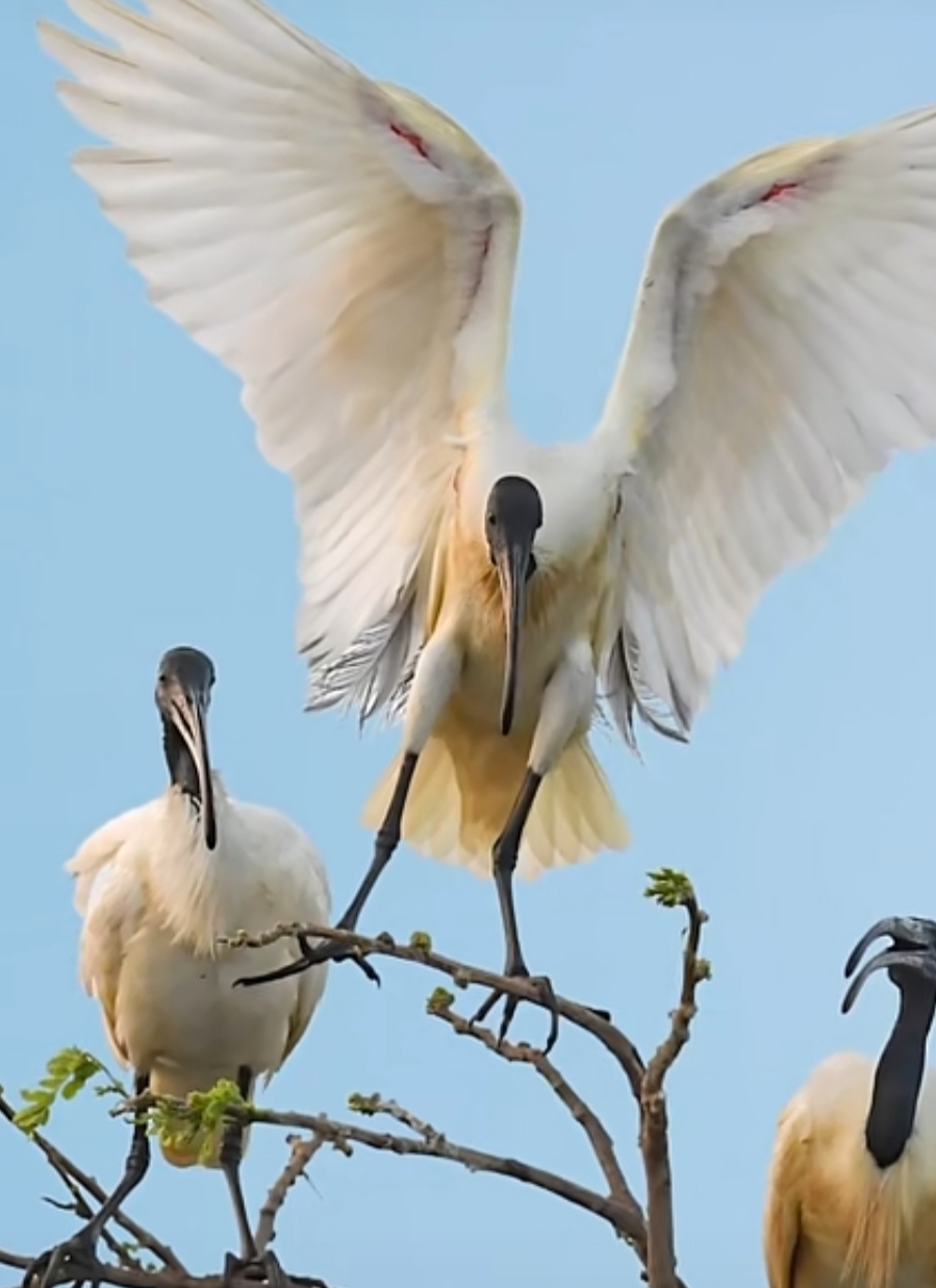 黑头白鹮属国家一级重点保护野生动物