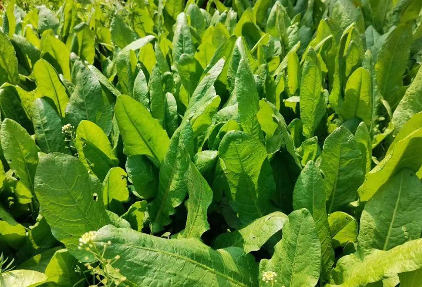 菊苣养猪效益好,每年可收割6~8次,亩产鲜草15吨以上!