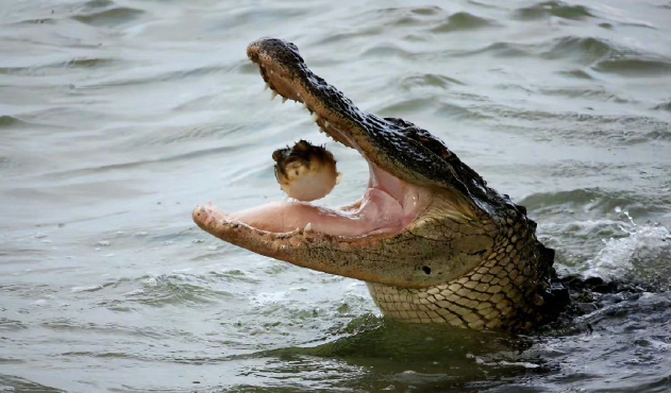 河豚:麻麻,今晚我不回家了 #搞笑