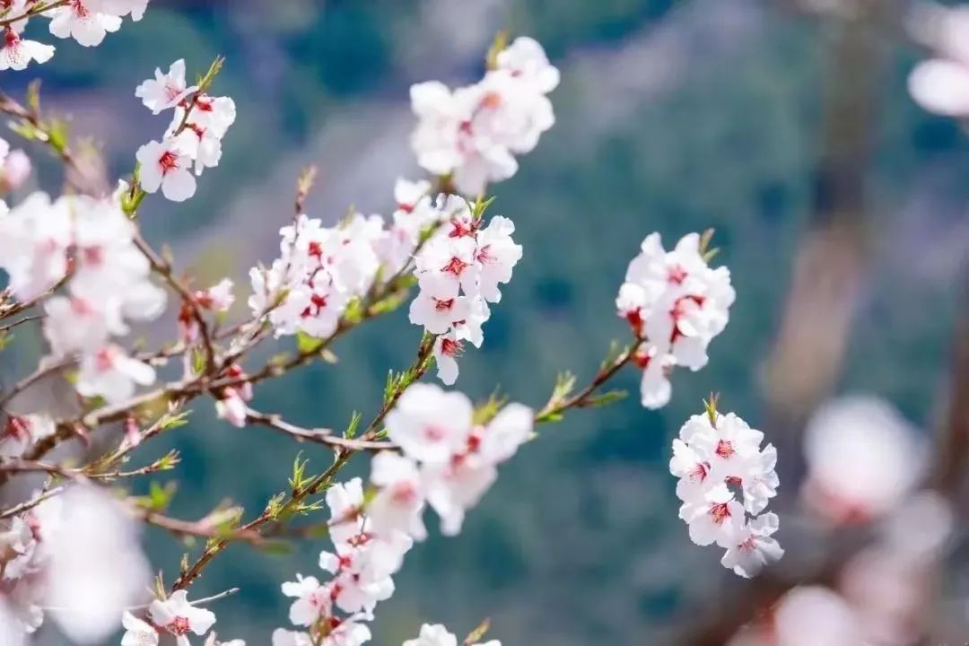 二月二诗词,暄风带雨润春辰,滿目生机景象新