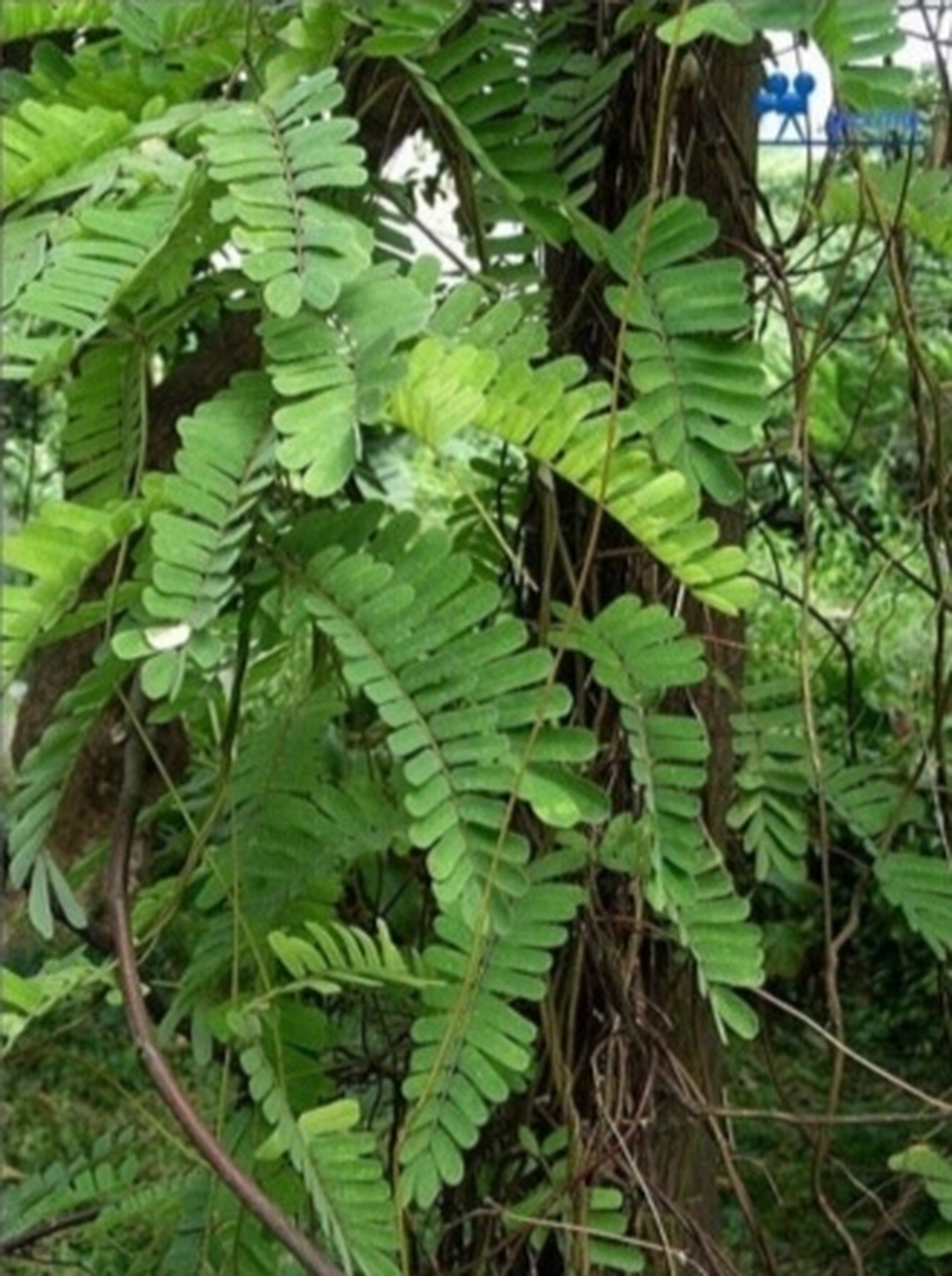 路边拾遗:野生鸡骨草 鸡骨草是一种草药,有很多的药用价值,广东人常