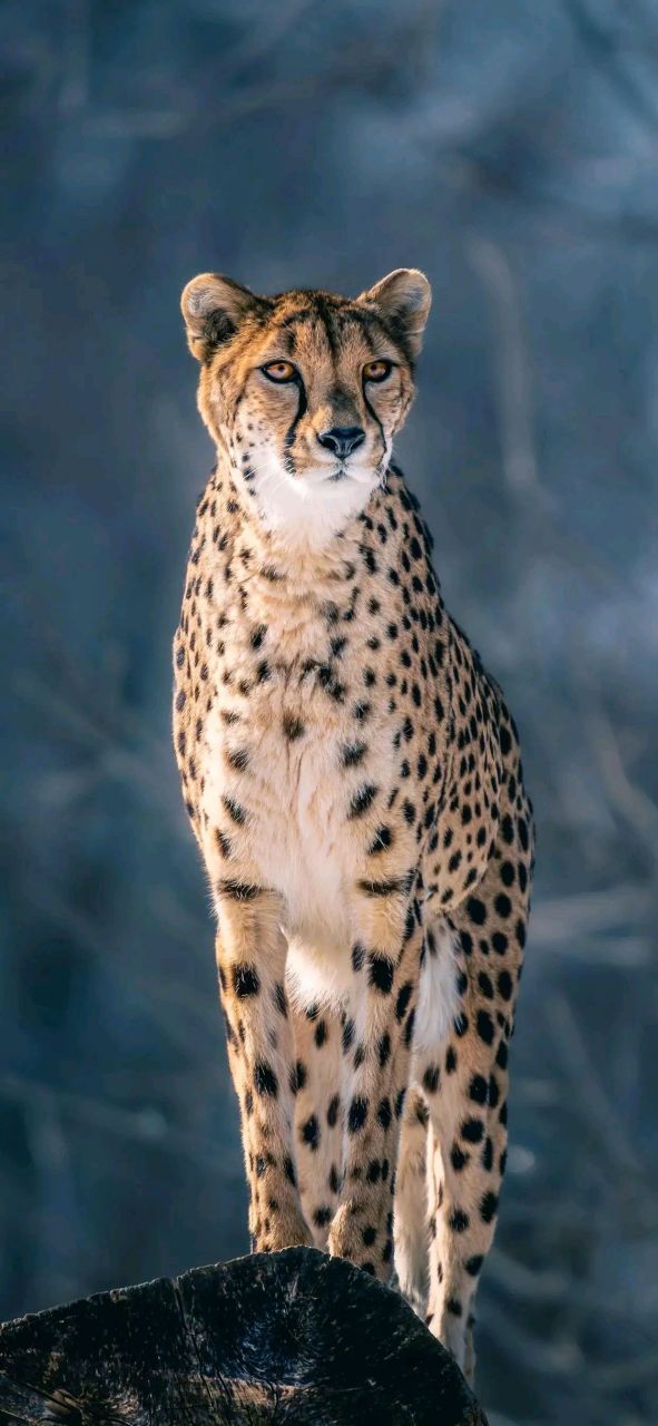 身体矫健的豹子壁纸 南山有雄豹,隐雾成变化 奇姿惊世人,毛物亦增价