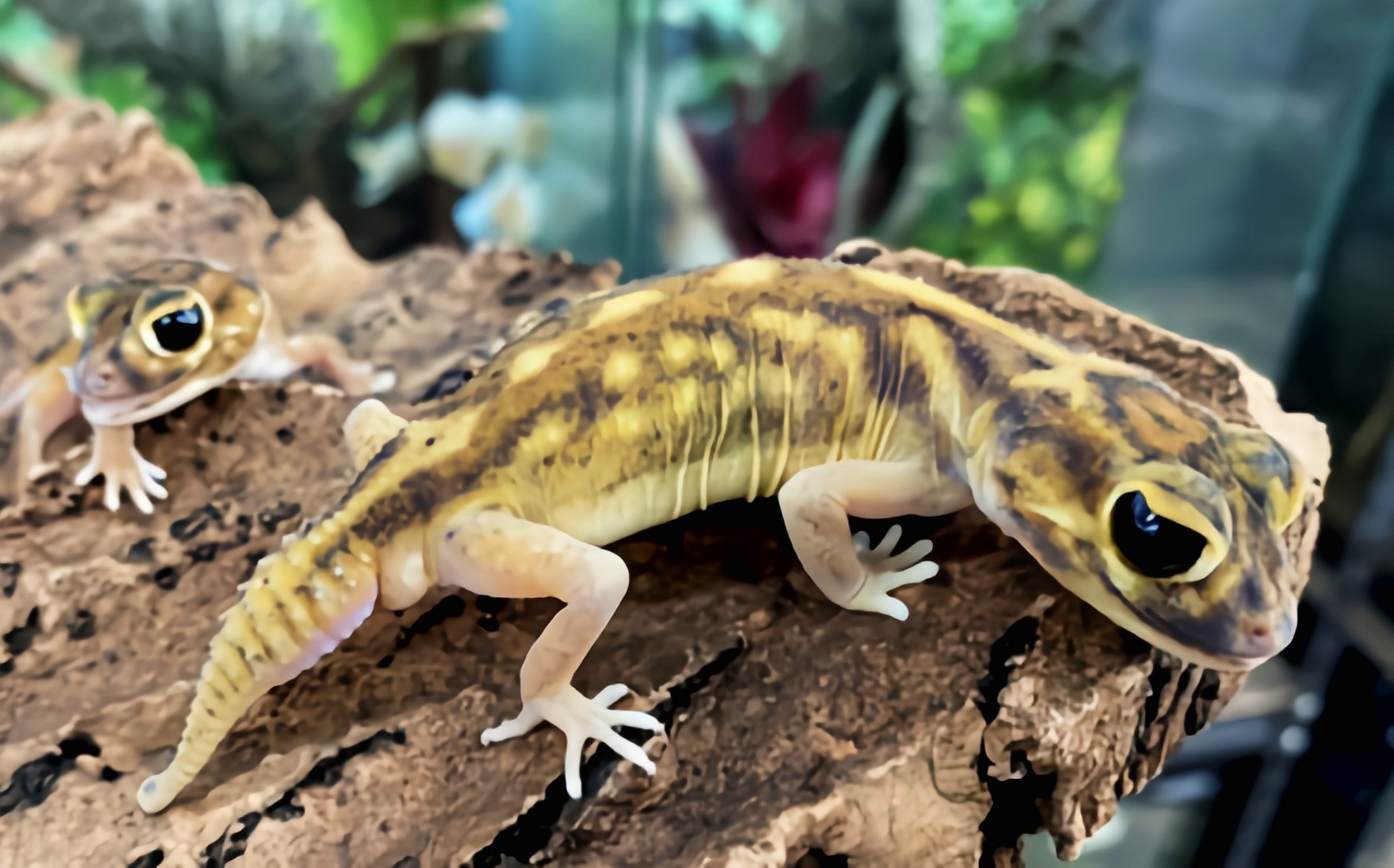 每天认识一种动物——德氏珠尾虎 德珠尾虎蜥蜴目,壁虎科,瘤尾守宫属