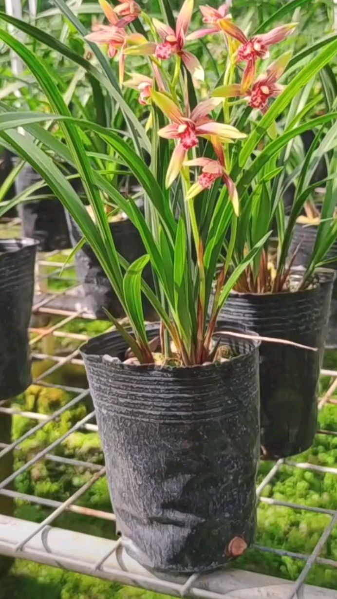 建兰铭品小国魂