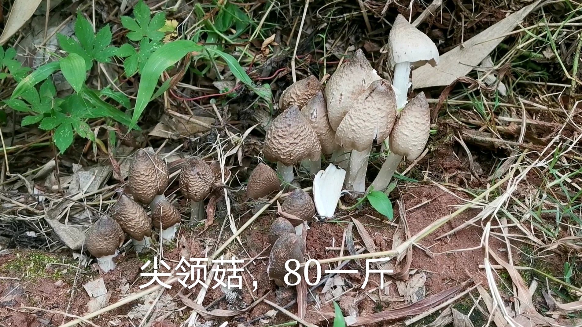 可遇不可求的美味,野生鸡枞菌,农村父子搞笑采摘