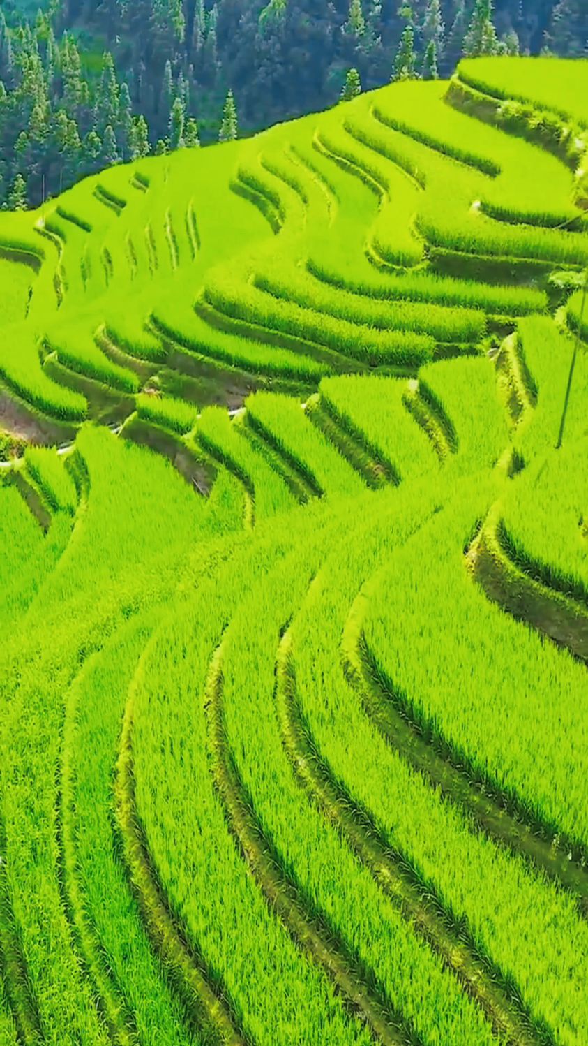 风景优美的稻田