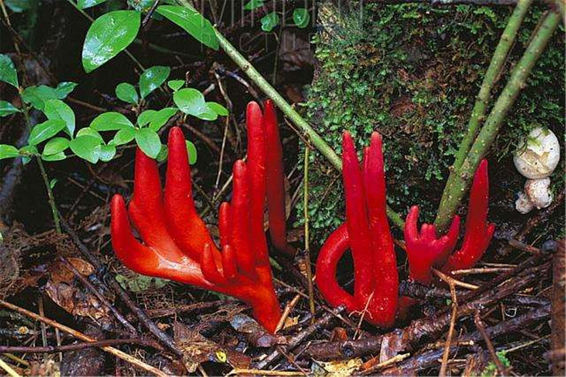 致命蘑菇-火焰茸 今天大家介绍一种,外观非常漂亮,但是剧毒的蘑菇火焰