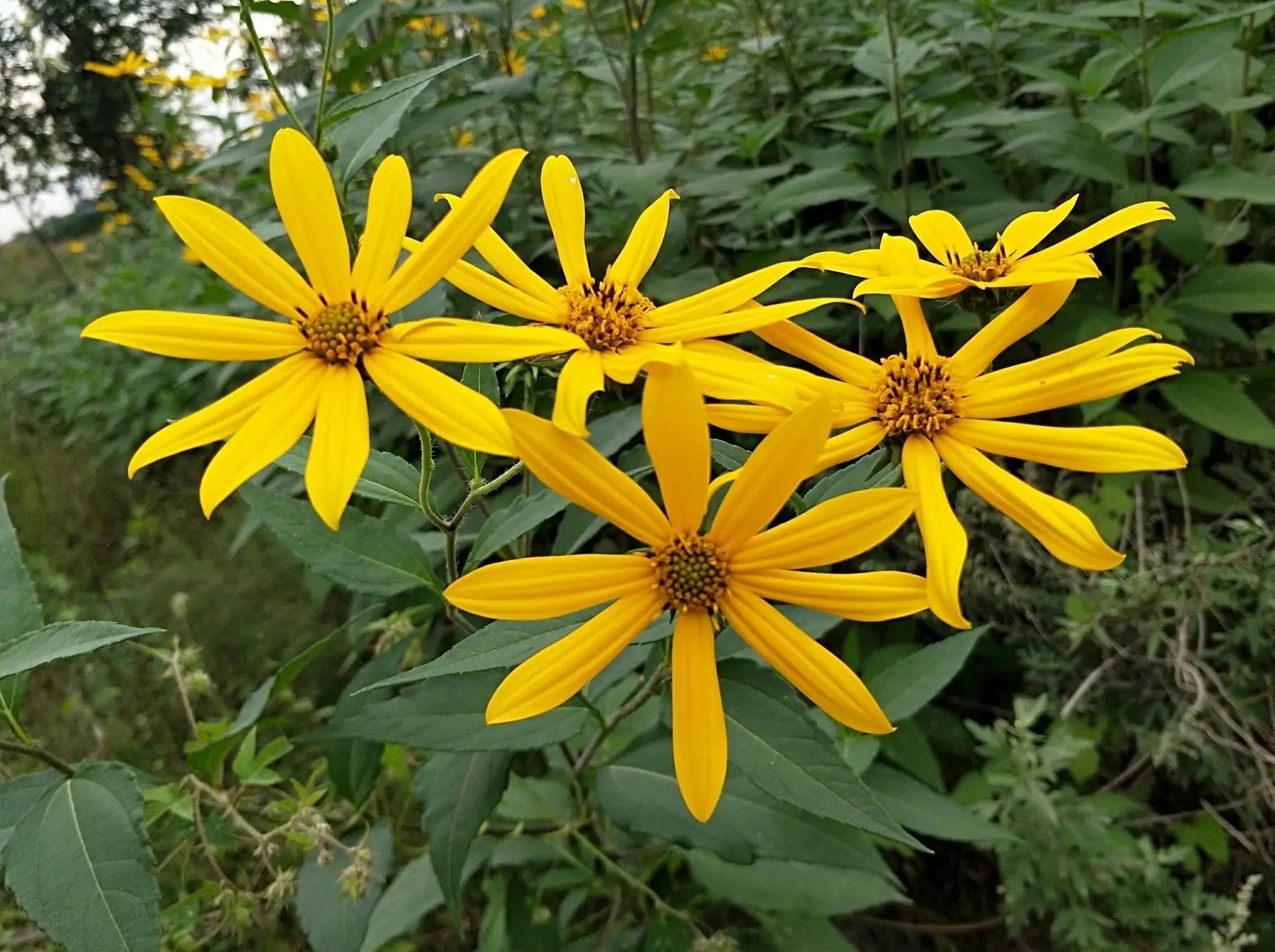 识百草二十三:身边的宝藏食材,菊芋,洋姜,姜不辣!