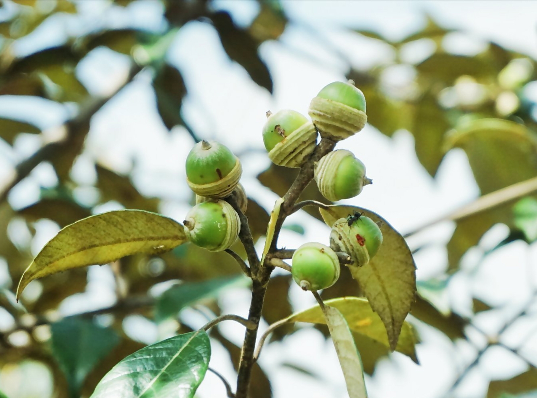 黄毛青冈,为壳斗科青冈属植物,壳斗浅碗形,密被黄色绒毛,生于海拔1