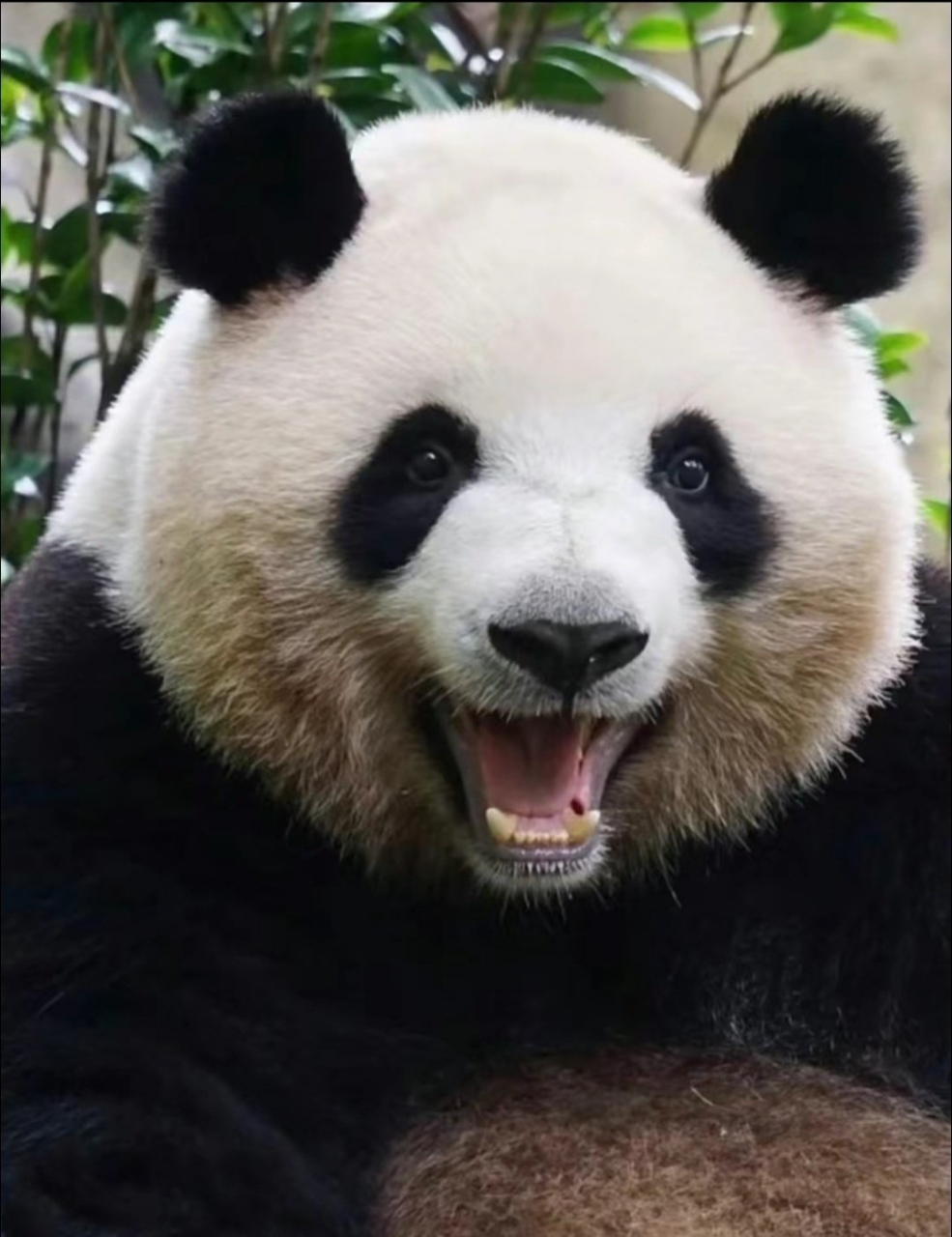 叮咚,午餐时刻:  爱吃南瓜的梅兰肉肉大吼道:谁p的图片,主动道歉认错