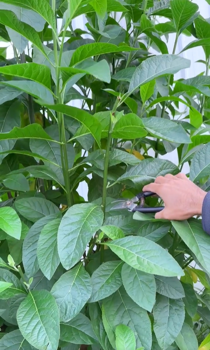 充满异国情调的神奇植物:南非叶