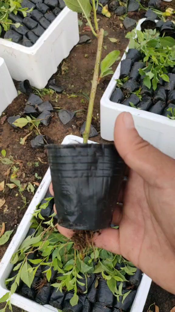 营养杯培育吉塞拉占木苗带土移栽秋季9月10月份可以嫁接矮化樱桃苗占