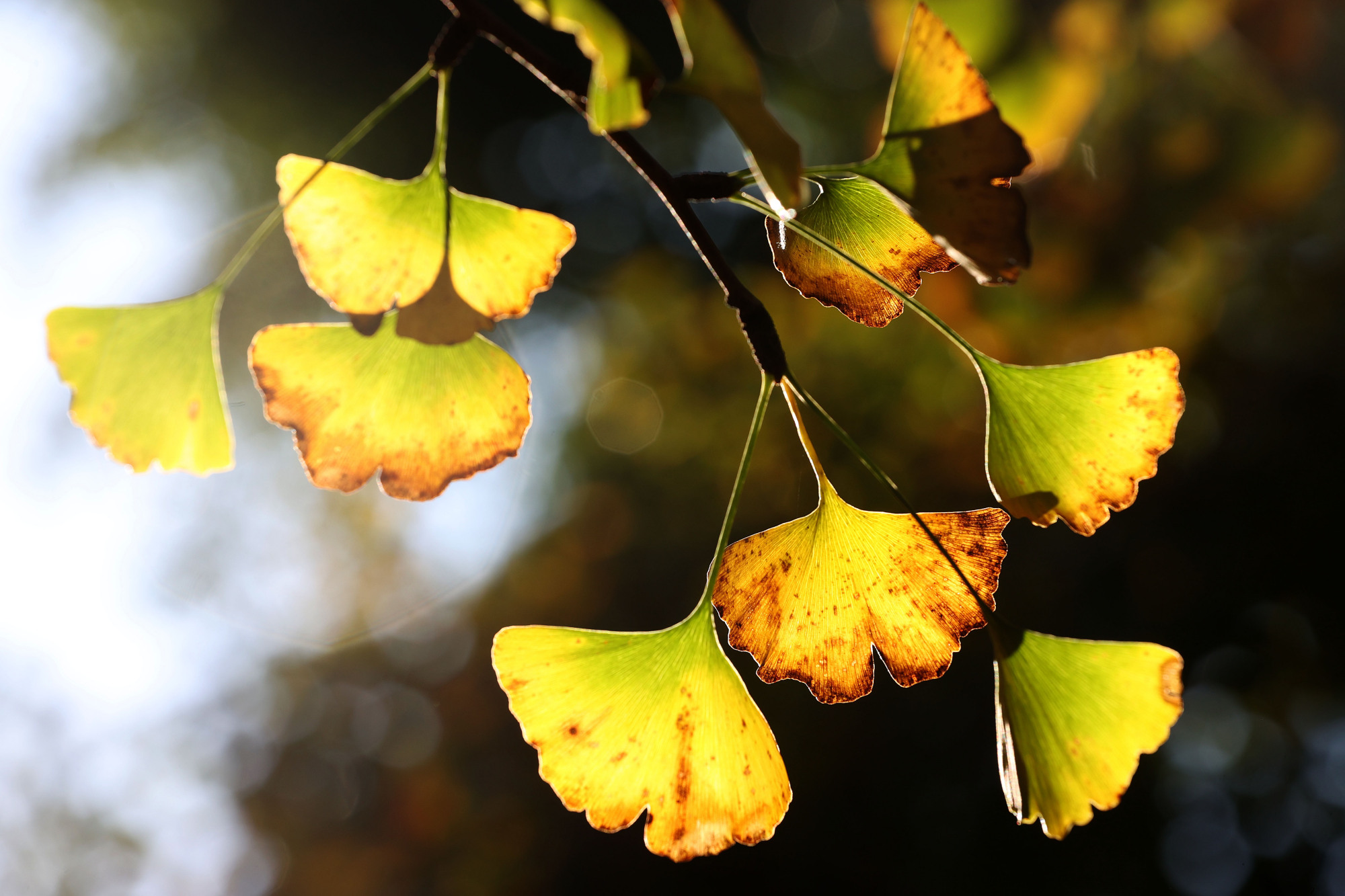 霜叶红,银杏黄,桂花香……,一步一景,亦城秋色更浓