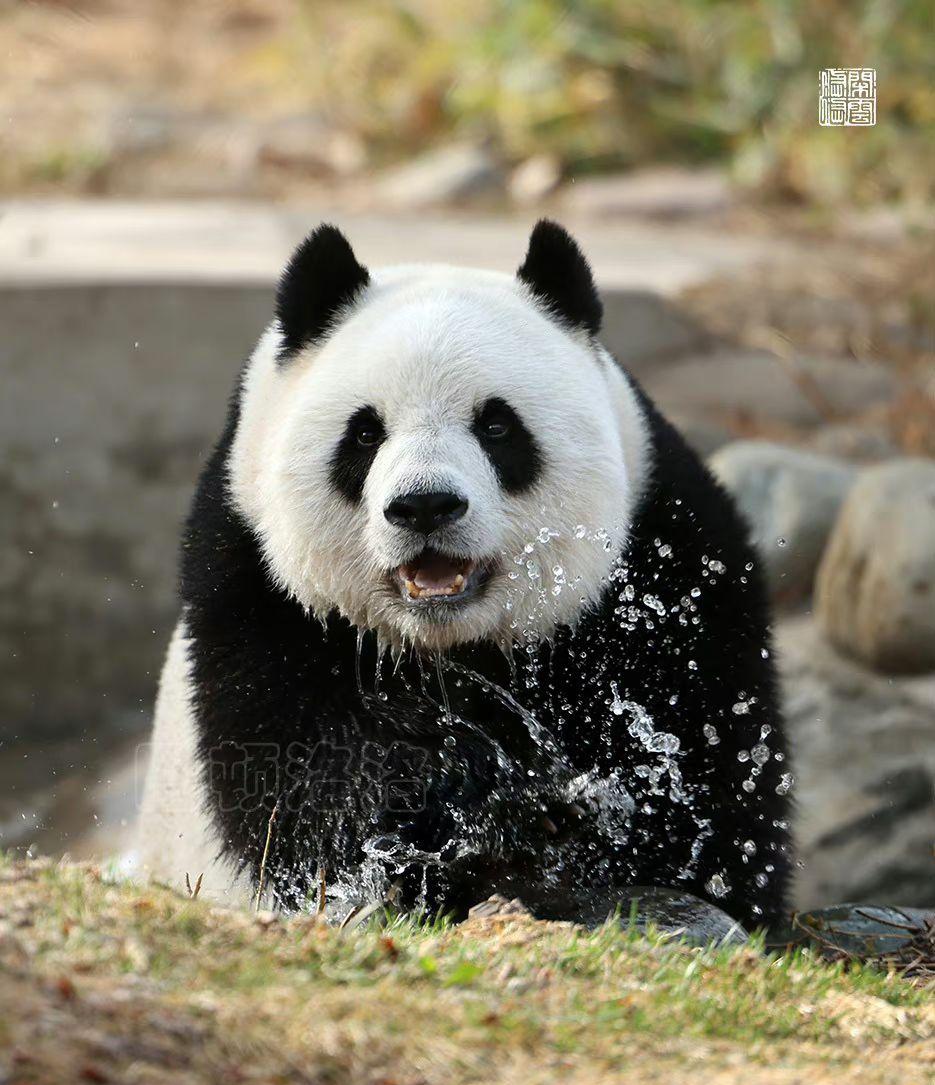 你觉得熊猫颜值最高的是谁?