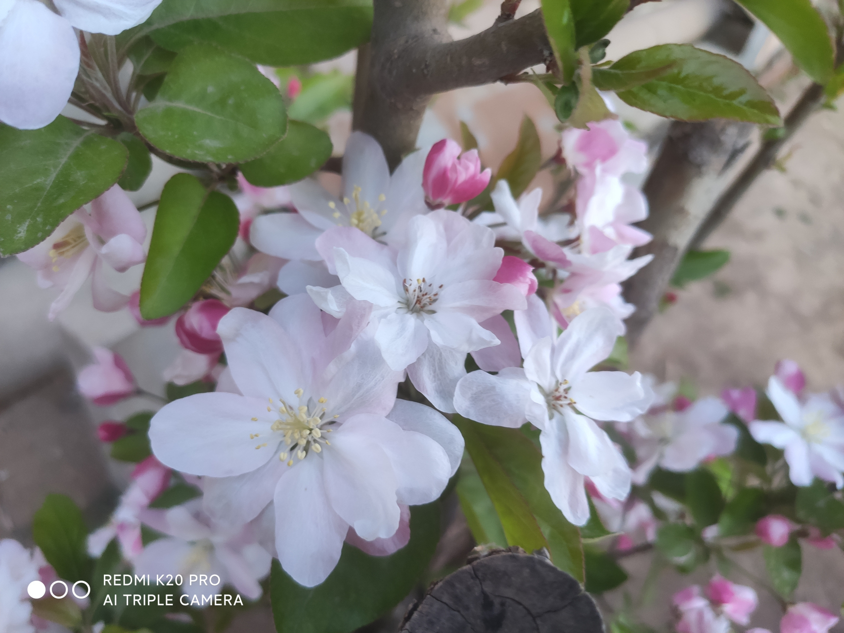 家里养棵海棠花,"玉堂富贵"寓意好 家居有小院,又喜欢赏花,就养棵海棠