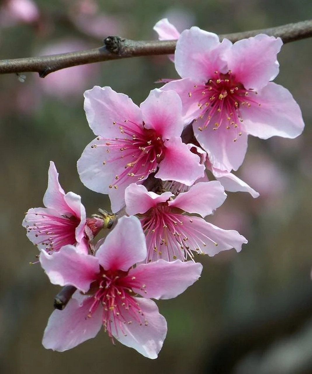 桃花的红艳及热烈八字概括了,不得不佩服古人的智慧和才华!