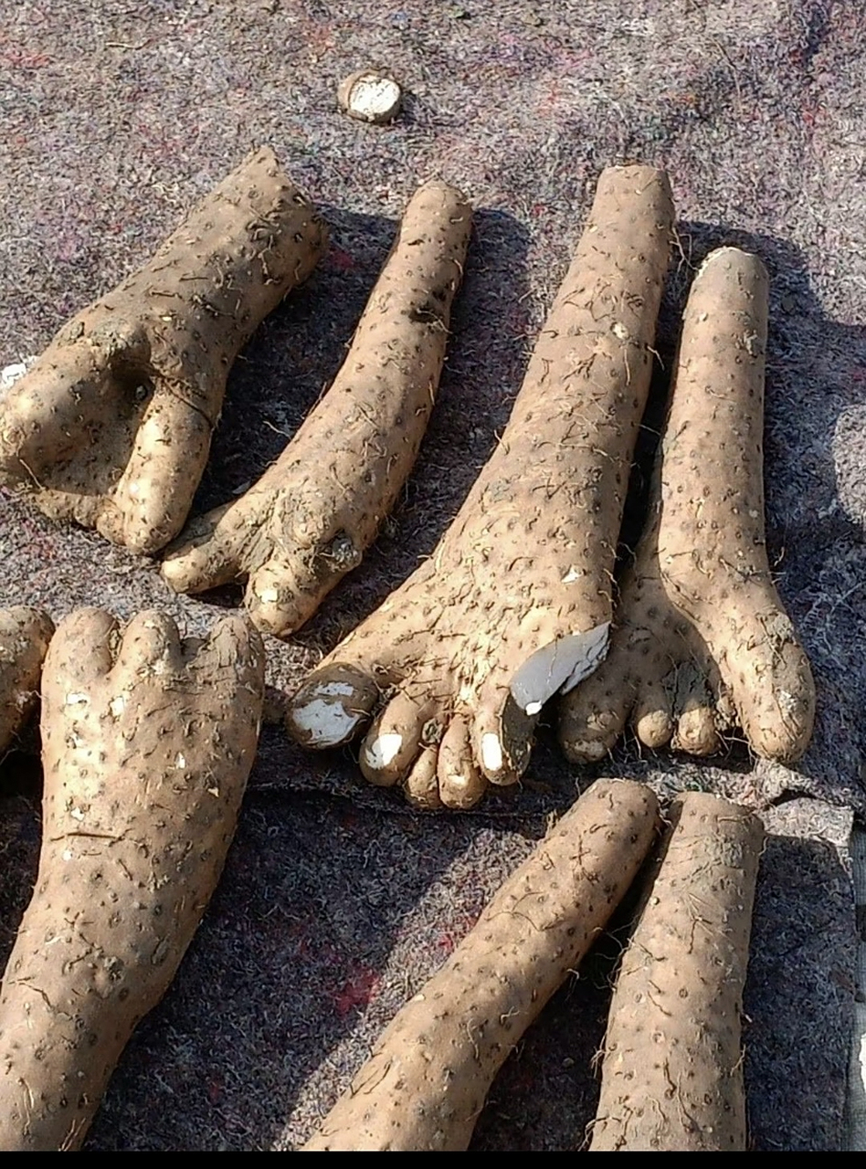 奶奶种的山药,她说叫脚板苕,长得真瘆人