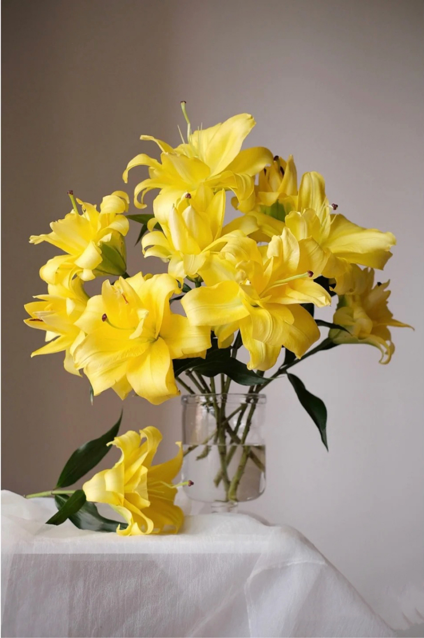 今天和大家分享重瓣ot百合—异域阳光 异域阳光的黄色极舒适的治愈色